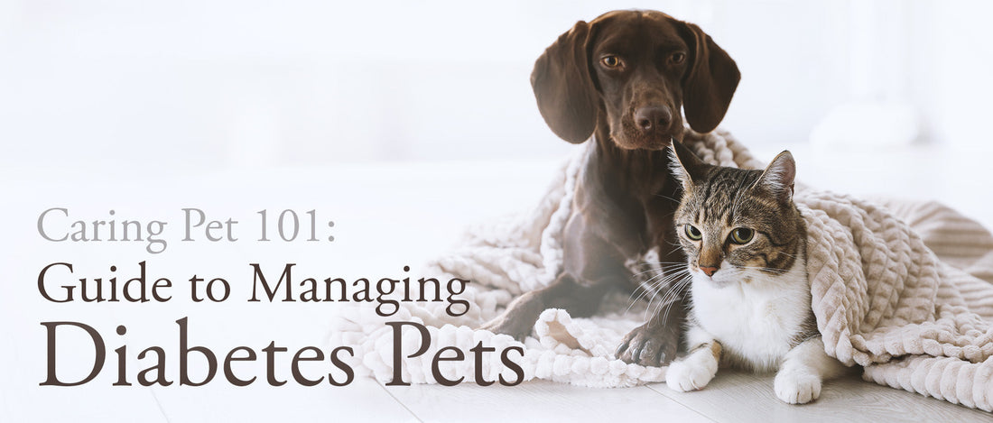 Pet 101: Guide to Managing Diabetes in Cats and Dogs
