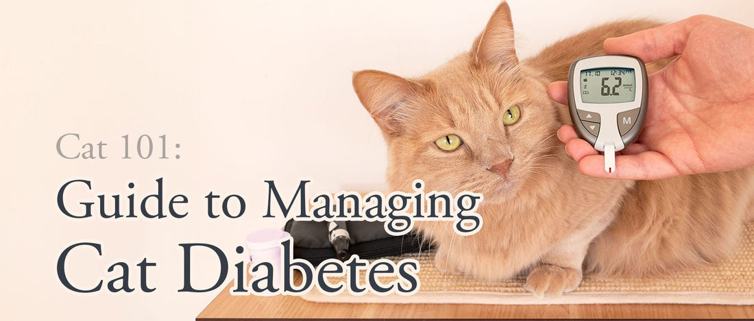 Cat 101: Guide to Managing Cat Diabetes - Gorma & Friends